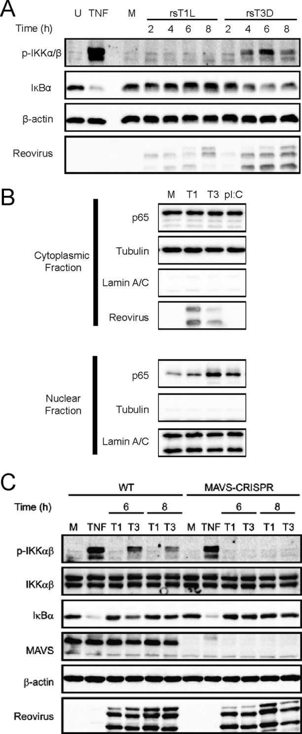 FIG 4