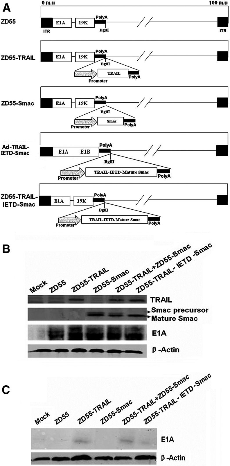 FIG. 1.