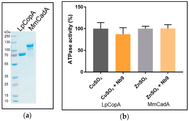 Figure 11