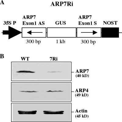 Figure 6.