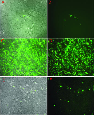 FIG. 6.