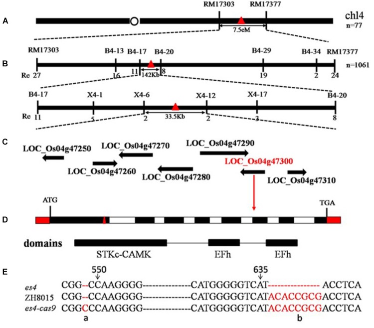 FIGURE 4