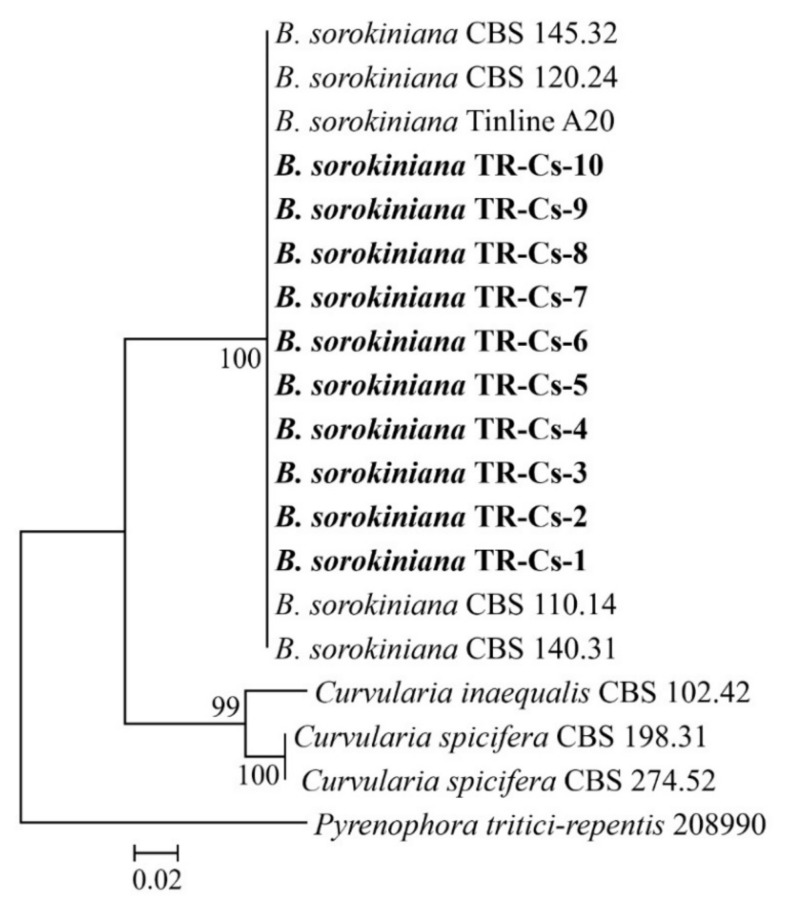 Figure 2