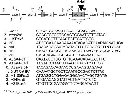 Figure 1.—