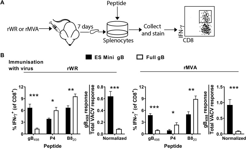 FIG 3