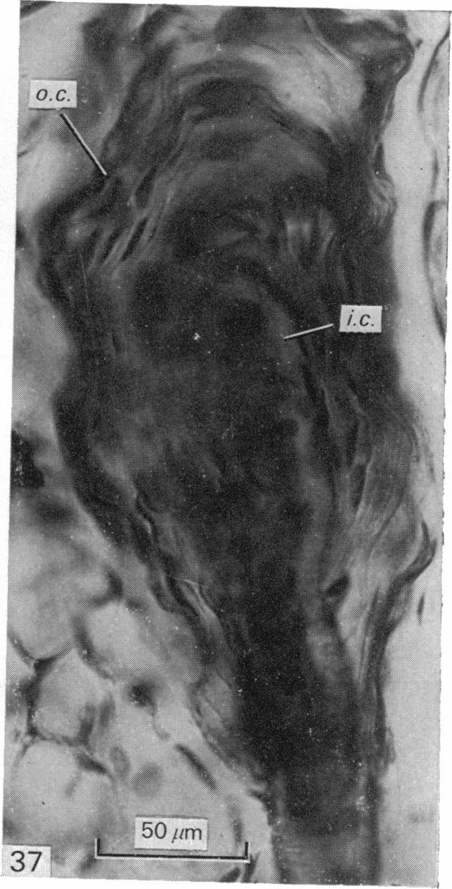 Fig. 37