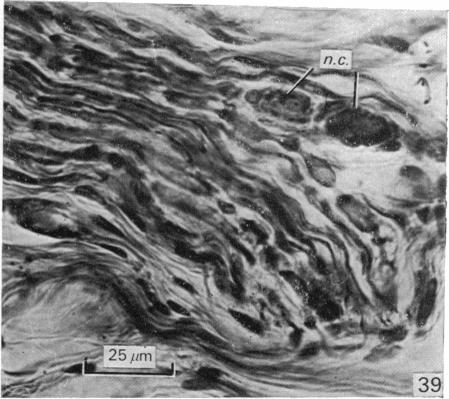 Fig. 39