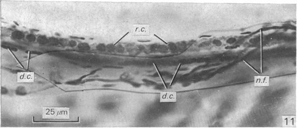 Fig. 11