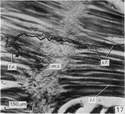 Fig. 17