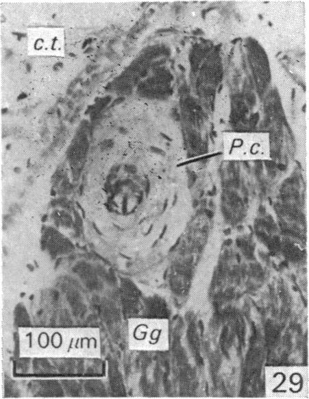 Fig. 29