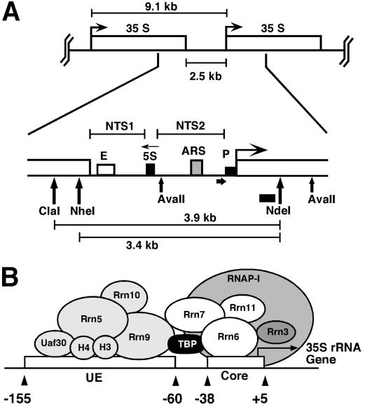 FIG. 1.