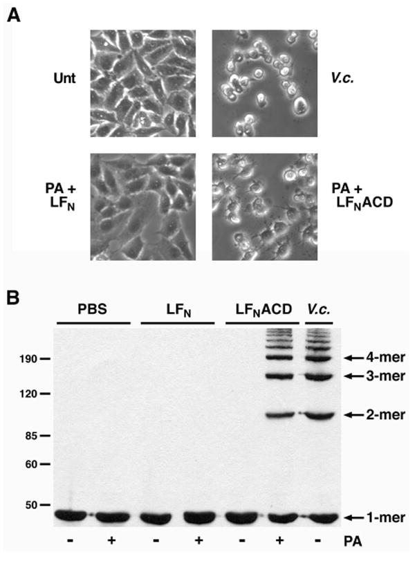 FIGURE 3