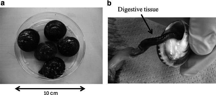 Fig. 1