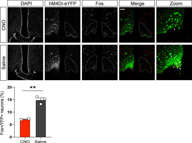 Figure 5—figure supplement 1.