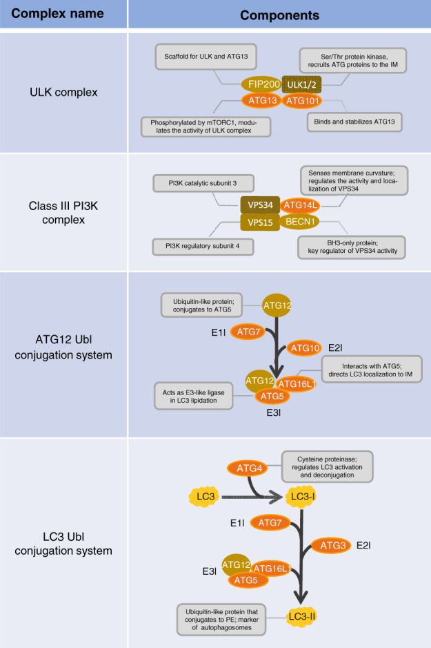 BRV-12464-FIG-0001-c