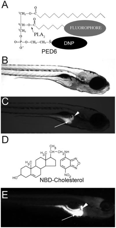 Fig. 8