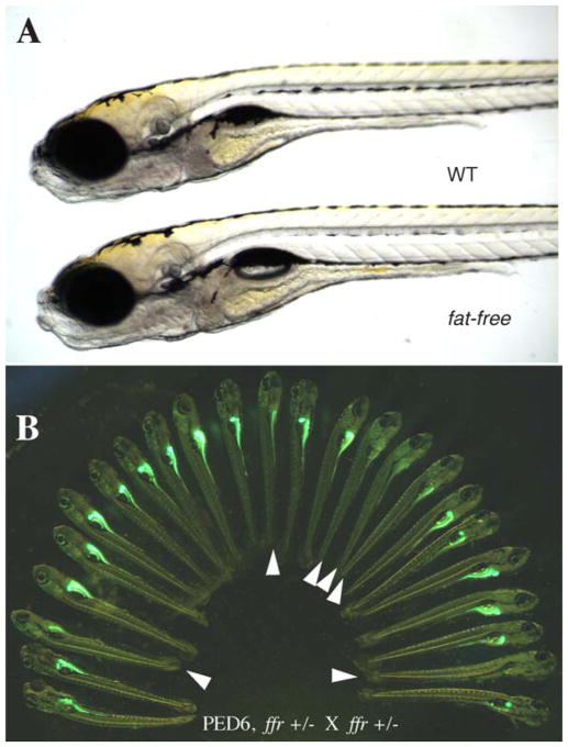 Fig. 9