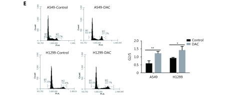 (A) The levels of <italic>TMEM88</italic> methylation and expression after demethylation. <break/>(B) The demethylation of <italic>TMEM88</italic> inhibited cell migration in A549/H1299 cells. <break/>(C) The invasion ability of A549/H1299 cells after the demethylation and downregulation of <italic>TMEM88</italic>. (D) The demethylation of <italic>TMEM88</italic> inhibited cell proliferation in A549/H1299 cells. (E) Flow cytometric analysis showed a significant increase in the G2/M cell population after the demethylation of <italic>TMEM88</italic>. <break/>The data were presented as the mean±SD, * <italic>P</italic> < 0.05, ** <italic>P</italic> < 0.01, and *** <italic>P</italic> < 0.001 from Student’s <italic>t</italic>-test in comparison with the control groups.