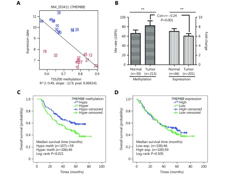 (A) The correlation between the methylation and expression of <italic>TMEM88</italic>, as shown from the microarray analyses. Red coloring indicates the tumor tissues and blue coloring the adjacent normal tissues. (B) The comparison of <italic>TMEM88</italic> methylation and the expression in tumor and adjacent non-tumor tissues, and the analysis of the correlation between <italic>TMEM88</italic> methylation and expression. (C) Survival curve of <italic>TMEM88</italic> methylation. (D) Survival curve of <italic>TMEM88</italic> expression. The data are presented as the mean±SD, *<italic>P</italic> < 0.05, **<italic>P</italic> < 0.01 from Student’s <italic>t</italic>-test in comparison with the control group.