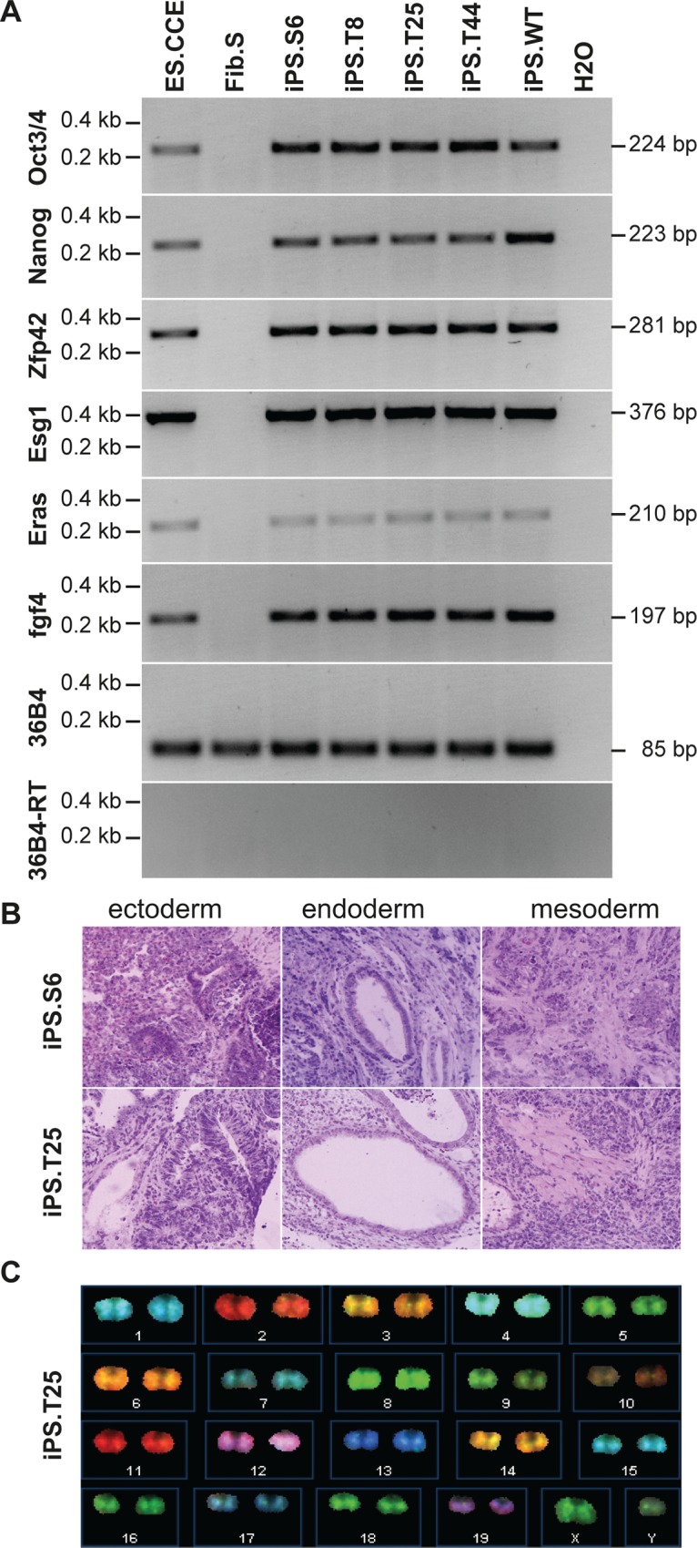 Fig 3