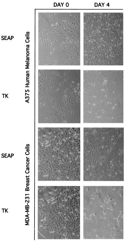 FIG. 4.