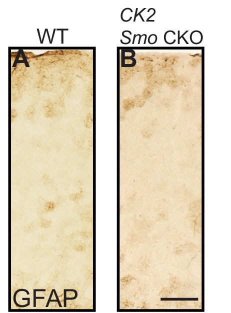 Figure 6—figure supplement 1.