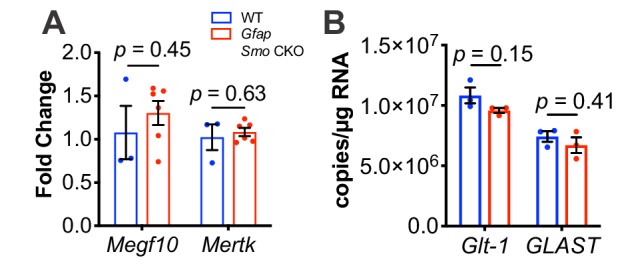 Figure 4—figure supplement 1.