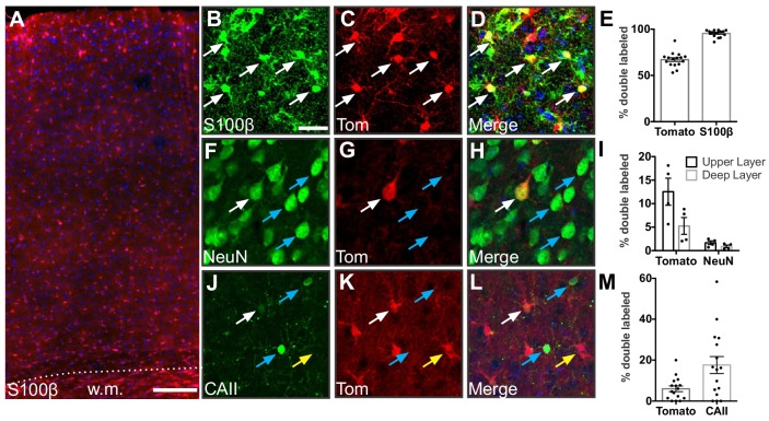 Figure 2—figure supplement 1.