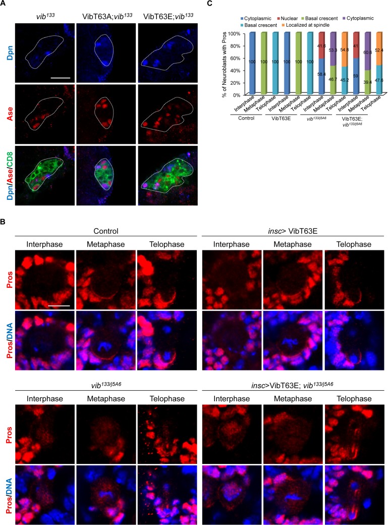 Figure 4—figure supplement 2.