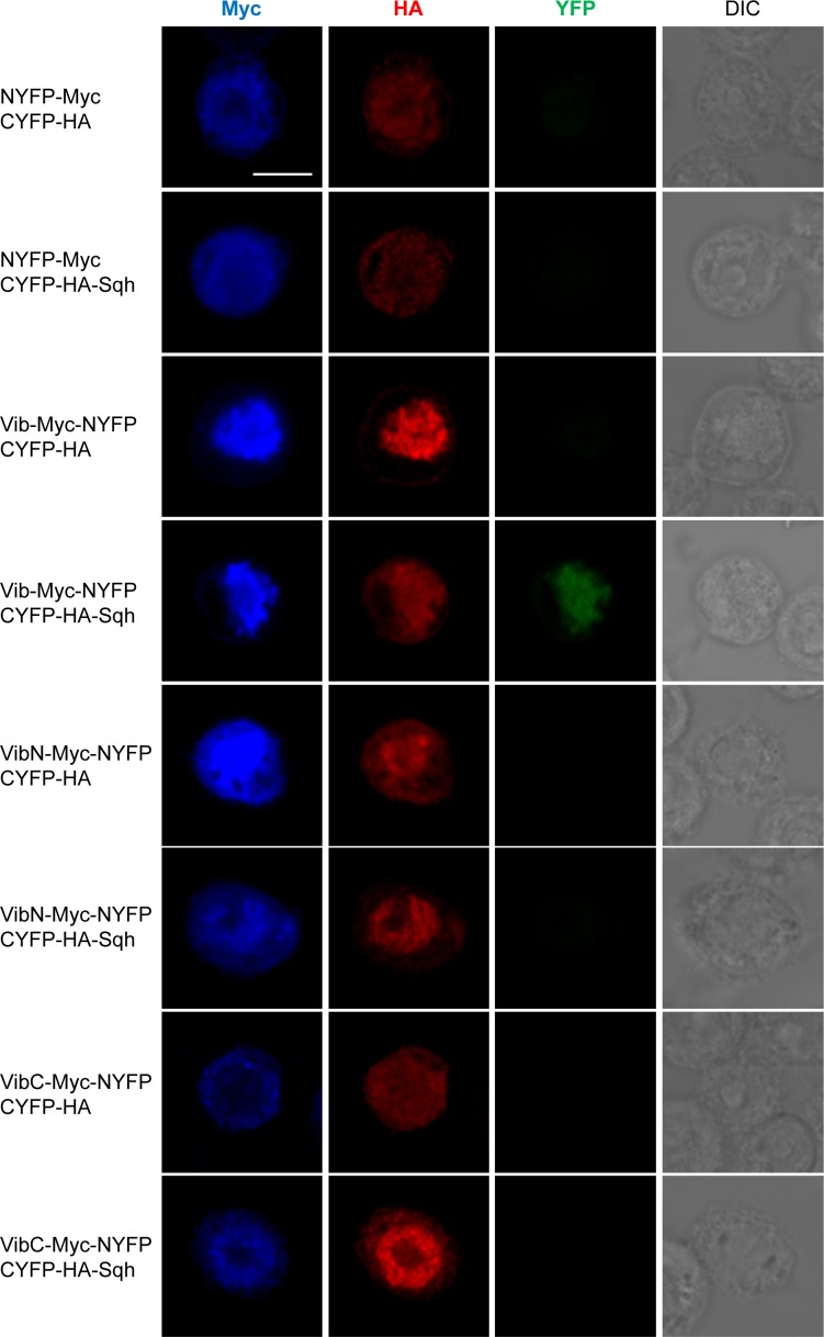 Figure 6—figure supplement 1.