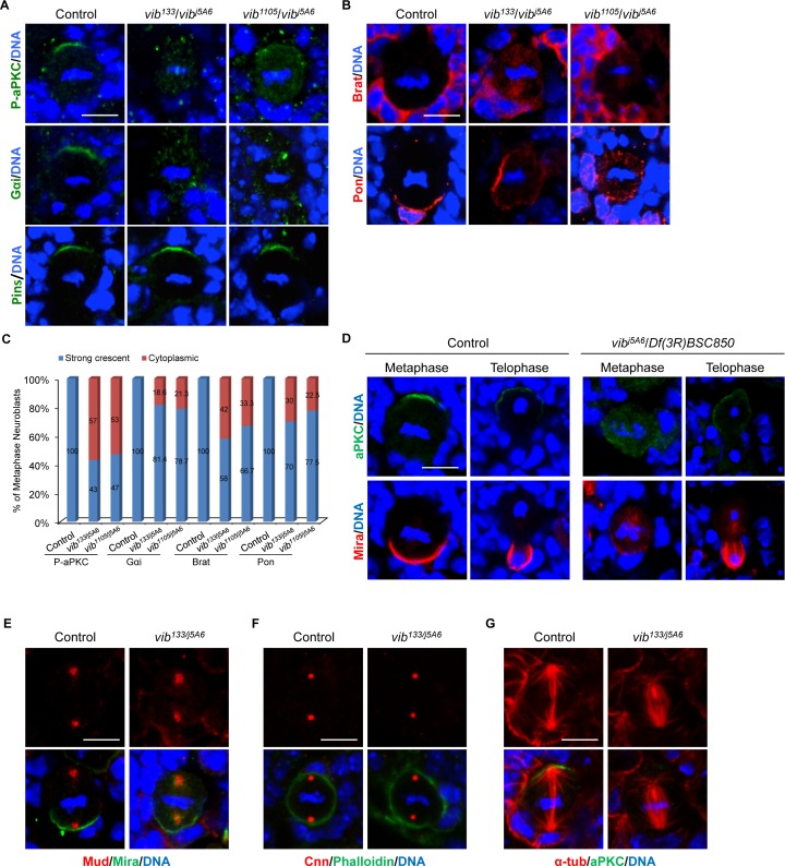 Figure 2—figure supplement 1.