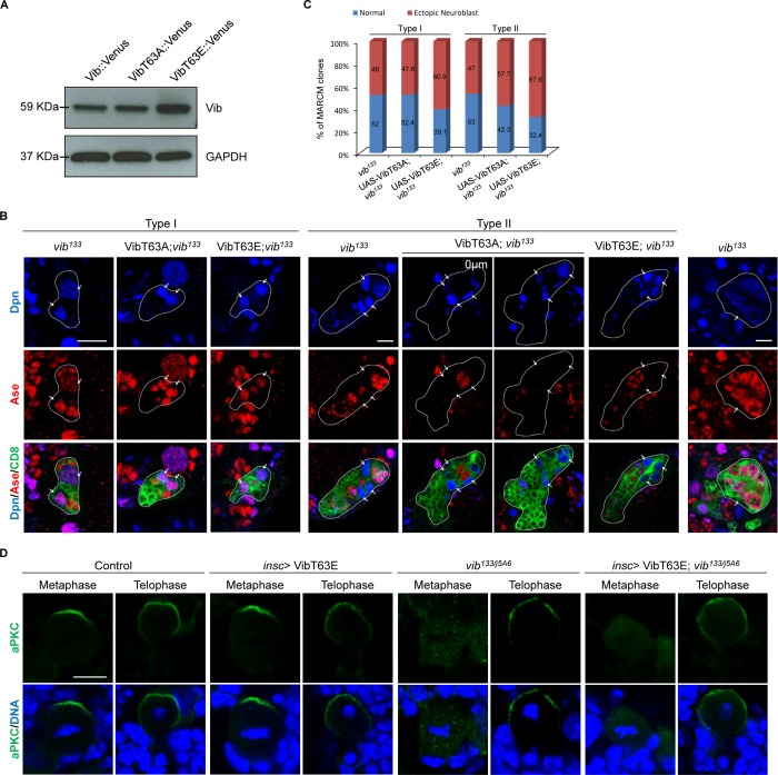 Figure 4—figure supplement 1.