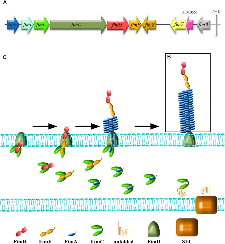 FIGURE 1