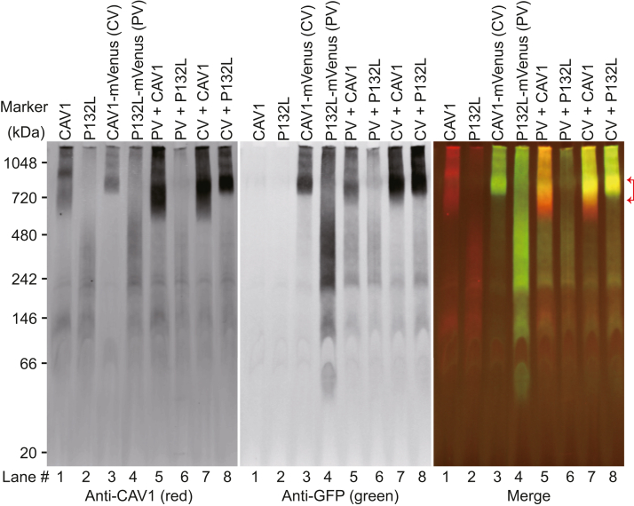 Figure 6