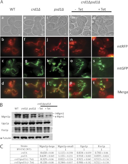 FIGURE 3.