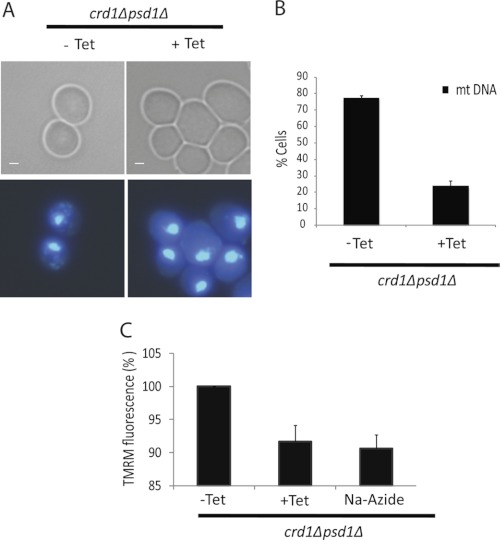 FIGURE 4.