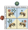 The phenotypic combinations possible in the honeybee hosts resistance/tolerance to Varroa (red) and viruses (green).