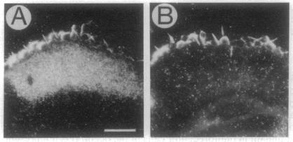 graphic file with name pnas01102-0404-a.jpg