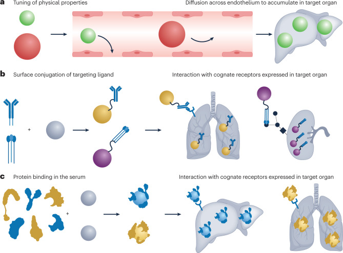 Box 1 Mechanisms of nanoparticle targeting