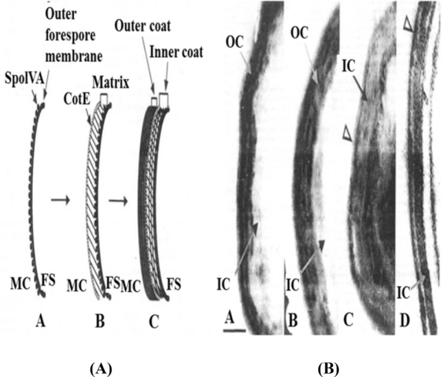 Fig. 2