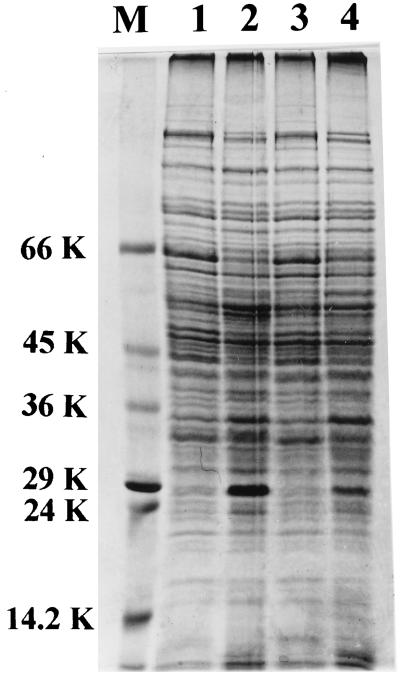 FIG. 6