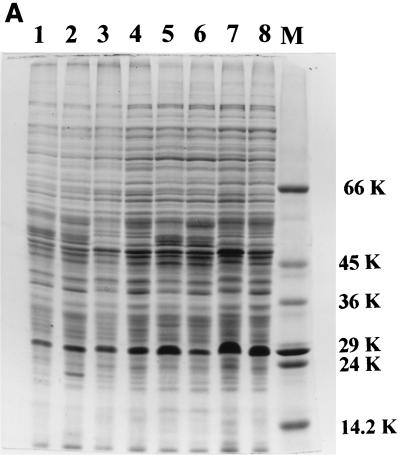 FIG. 5