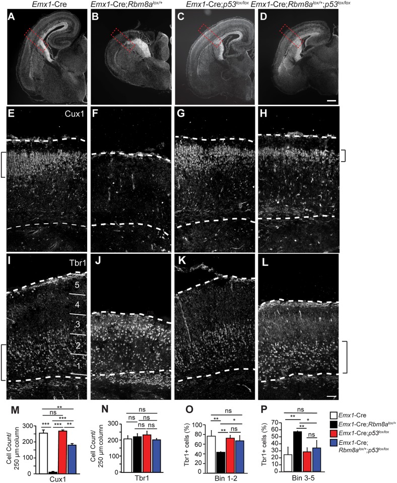 Fig 10