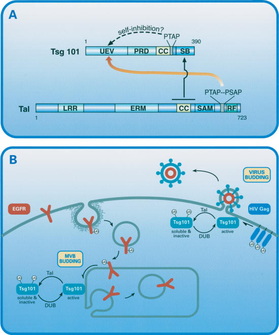 Figure 7.