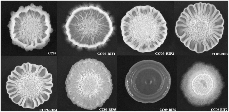 FIGURE 2