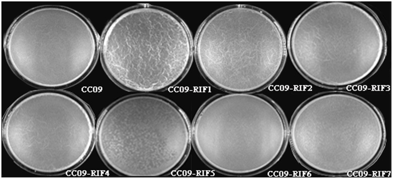 FIGURE 3