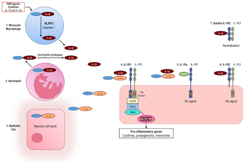 FIGURE 1