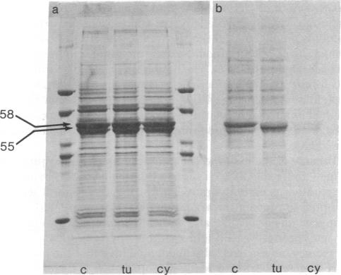 graphic file with name pnas00666-0309-a.jpg