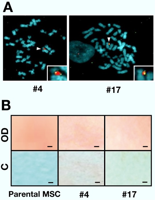 Fig. 3.