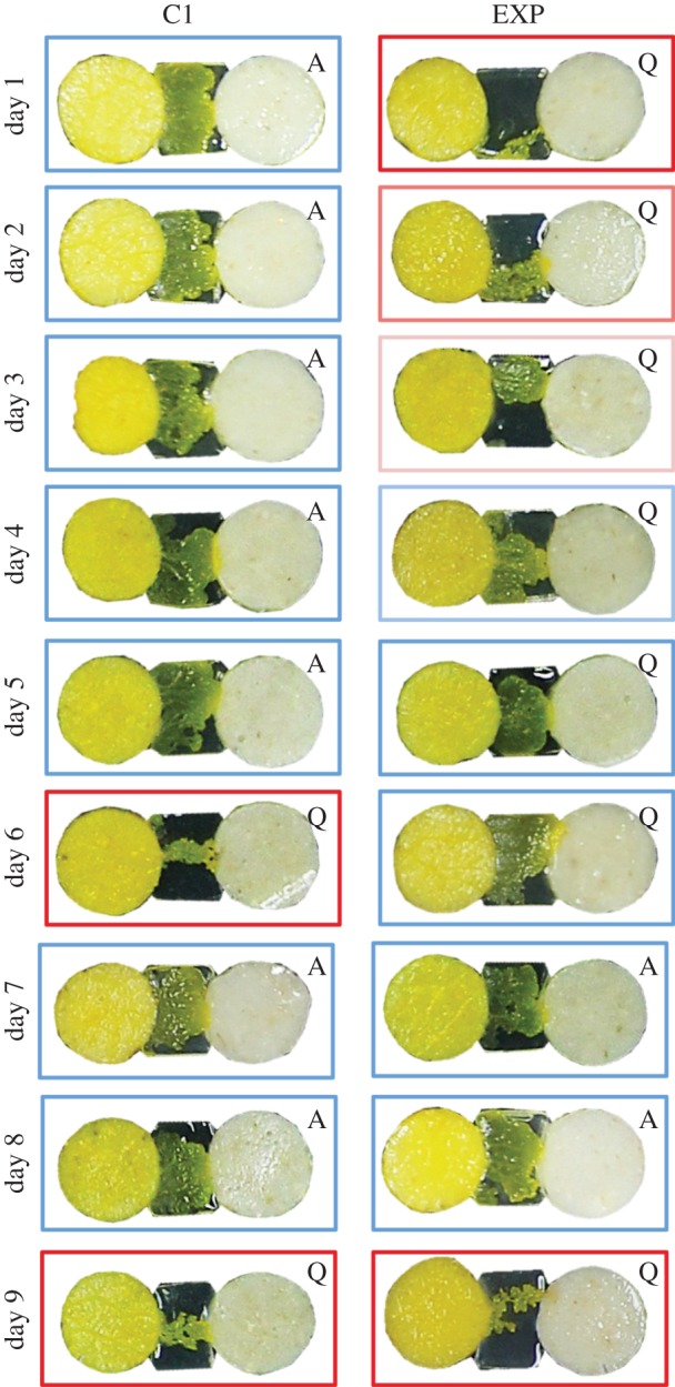 Figure 5.